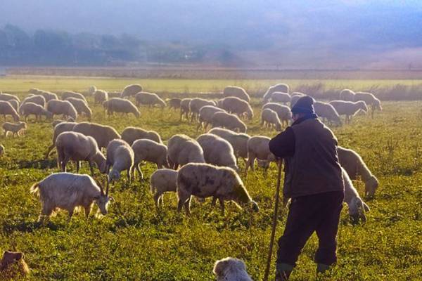 &Delta;&epsilon;ύ&tau;&epsilon;&rho;&omicron; &kappa;ύ&mu;&alpha; &alpha;&pi;&omicron;&zeta;&eta;&mu;&iota;ώ&sigma;&epsilon;&omega;&nu; &sigma;&epsilon; &kappa;&tau;&eta;&nu;&omicron;&tau;&rho;ό&phi;&omicron;&upsilon;&sigmaf; &gamma;&iota;&alpha; &pi;&alpha;&nu;ώ&lambda;&eta; &kappa;&iota; &epsilon;&upsilon;&lambda;&omicron;&gamma;&iota;ά