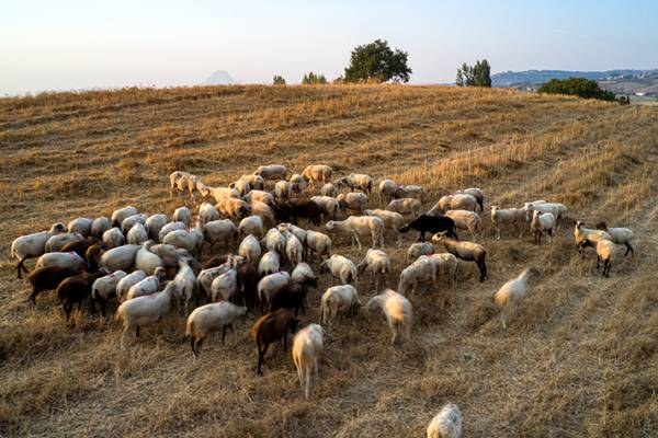 &Alpha;&pi;&omicron;&zeta;&eta;&mu;&iota;ώ&sigma;&epsilon;&iota;&sigmaf; &kappa;&tau;&eta;&nu;&omicron;&tau;&rho;ό&phi;&omega;&nu; &gamma;&iota;&alpha; &tau;&eta;&nu; &pi;&alpha;&nu;ώ&lambda;&eta; &zeta;&eta;&tau;&epsilon;ί &eta; &Epsilon;&lambda;&lambda;ά&delta;&alpha; &alpha;&pi;ό &tau;&eta;&nu; &Kappa;&omicron;&mu;&iota;&sigma;&iota;ό&nu;