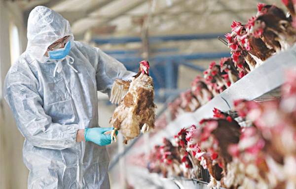 &Eta; &Kappa;&omicron;&mu;&iota;&sigma;&iota;ό&nu; &epsilon;&xi;&alpha;&sigma;&phi;&alpha;&lambda;ί&zeta;&epsilon;&iota; &pi;&rho;ό&sigma;&beta;&alpha;&sigma;&eta; &sigma;&epsilon; 665.000 &delta;ό&sigma;&epsilon;&iota;&sigmaf; &epsilon;&mu;&beta;&omicron;&lambda;ί&omega;&nu; &gamma;&iota;&alpha; &tau;&eta;&nu; &pi;&rho;ό&lambda;&eta;&psi;&eta; &tau;&eta;&sigmaf; &gamma;&rho;ί&pi;&eta;&sigmaf; &tau;&omega;&nu; &pi;&tau;&eta;&nu;ώ&nu;