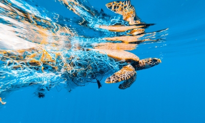 Allianz launches partnership with Sea Shepherd for marine protection
