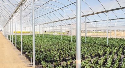 &Upsilon;&Pi;&Alpha;&Alpha;&Tau;: 3,8 &epsilon;&kappa;&alpha;&tau;. &epsilon;&upsilon;&rho;ώ &epsilon;&nu;&iota;&sigma;&chi;ύ&sigma;&epsilon;&iota;&sigmaf; &gamma;&iota;&alpha; &alpha;&rho;&omega;&mu;&alpha;&tau;&iota;&kappa;ά &phi;&upsilon;&tau;ά, &theta;&epsilon;&rho;&mu;&omicron;&kappa;&eta;&pi;&iota;&alpha;&kappa;ά &Kappa;&rho;ή&tau;&eta;&sigmaf;, &sigma;ύ&kappa;&alpha; &kappa;&alpha;&iota; &beta;&alpha;&mu;&beta;ά&kappa;&iota;