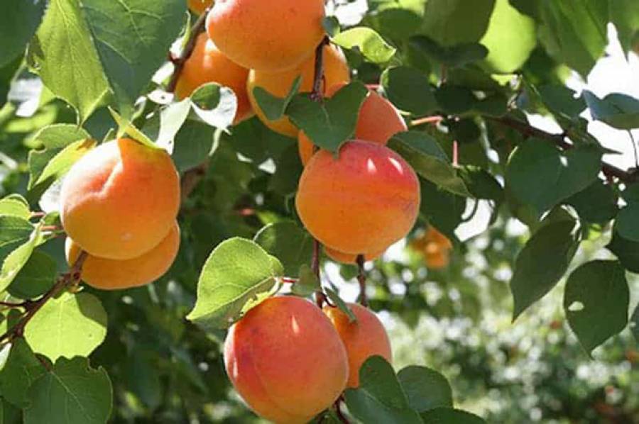 &Upsilon;&pi;&Alpha;&Alpha;&Tau;: &Sigma;&tau;&alpha; 70 &epsilon;&upsilon;&rho;ώ/&sigma;&tau;&rho;έ&mu;&mu;&alpha; &omicron;&iota; &alpha;&pi;&omicron;&zeta;&eta;&mu;&iota;ώ&sigma;&epsilon;&iota;&sigmaf; &gamma;&iota;&alpha; &rho;&omicron;&delta;ά&kappa;&iota;&nu;&alpha;, &beta;&epsilon;&rho;ί&kappa;&omicron;&kappa;&alpha;, &nu;&epsilon;&kappa;&tau;&alpha;&rho;ί&nu;&iota;&alpha;