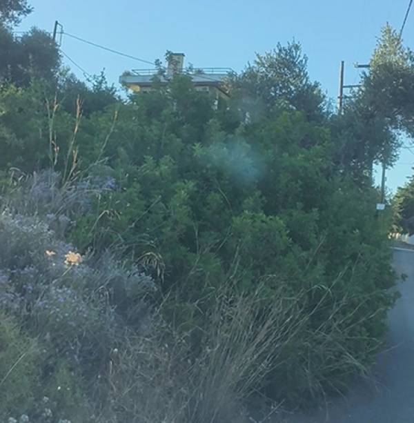 &Kappa;&alpha;&theta;&alpha;&rho;&iota;&sigma;&mu;ό&sigmaf; &omicron;&iota;&kappa;&omicron;&pi;έ&delta;&omega;&nu;: &Pi;&alpha;&rho;ά&tau;&alpha;&sigma;&eta; έ&omega;&sigmaf; &kappa;&alpha;&iota; &tau;&iota;&sigmaf; 22 &Iota;&omicron;&upsilon;&nu;ί&omicron;&upsilon;