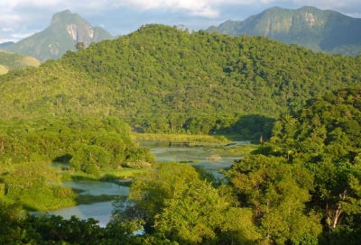 Zurich to sponsor reforestation in Brazil&rsquo;s Atlantic Forest